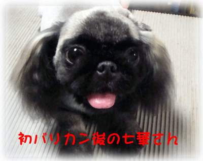 b0078030_23325753.gif