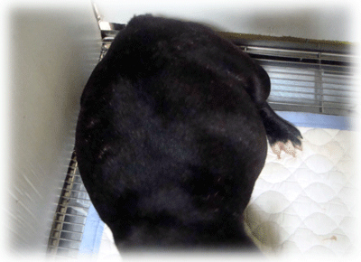 b0078030_2348495.gif