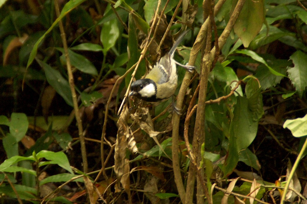 d0053930_1721461.jpg