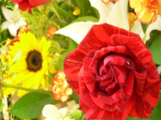 a0008549_054492.jpg