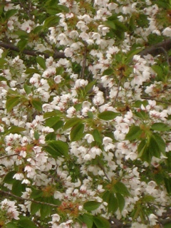 c0003752_0345933.jpg
