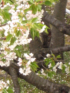 c0003752_0351330.jpg