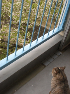c0003752_0352296.jpg