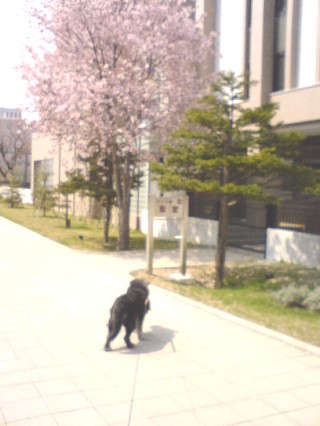 d0006253_1759522.jpg