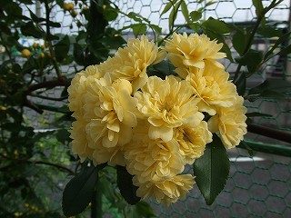 a0104162_21212726.jpg