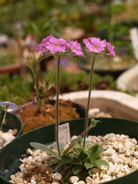 d0025568_2013633.jpg