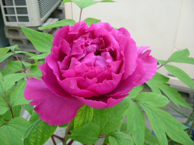 b0044296_2347140.jpg