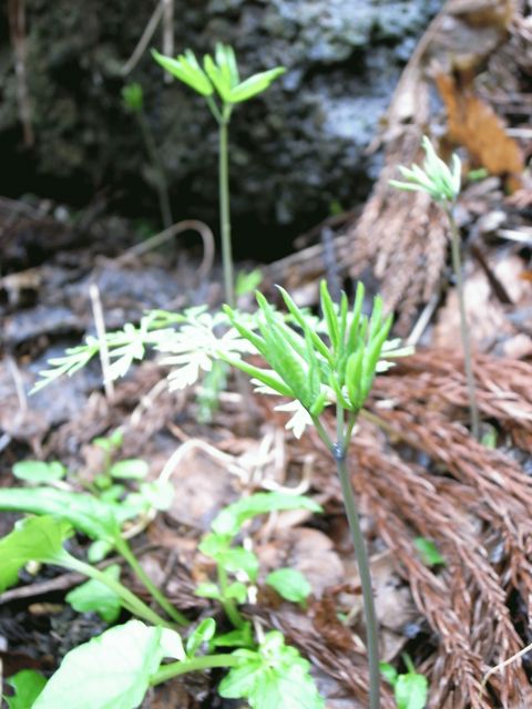 e0041699_0332574.jpg