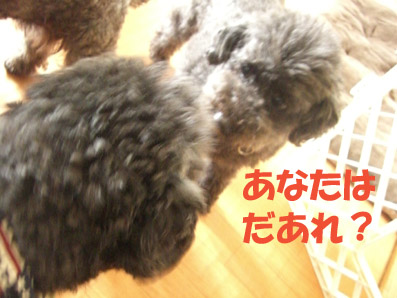 e0013900_1220998.jpg