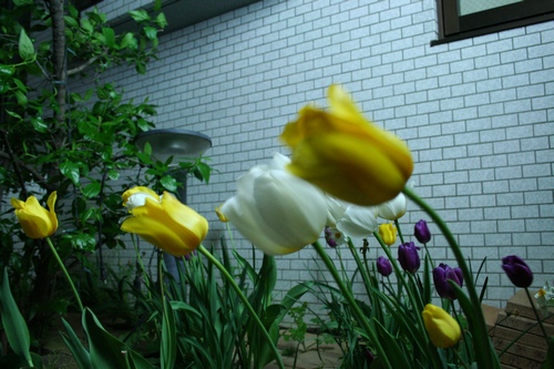 d0131006_21314853.jpg
