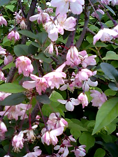 a0101715_1136416.jpg