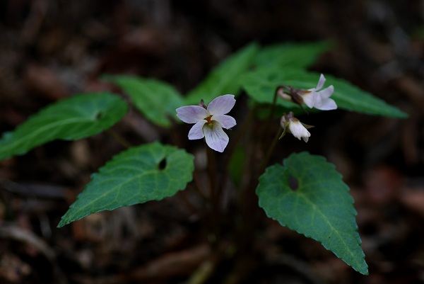 c0027027_230209.jpg