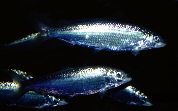 a0046429_2142922.jpg