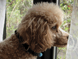 c0136736_1922037.gif