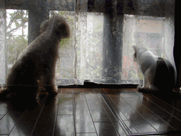 c0136736_19411272.gif