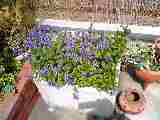 b0090243_10101117.jpg