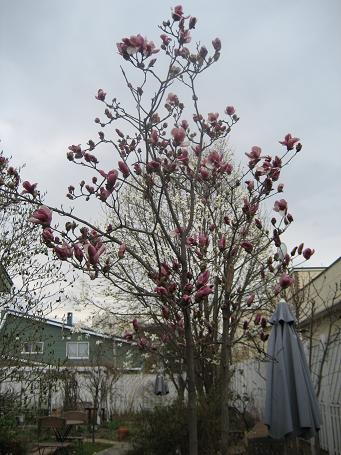 a0075455_9261745.jpg