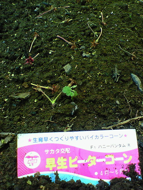 e0009760_8304718.jpg
