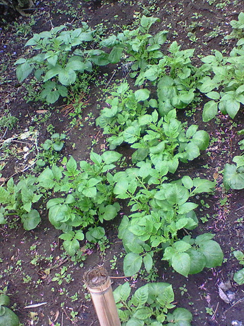 e0009760_8304731.jpg