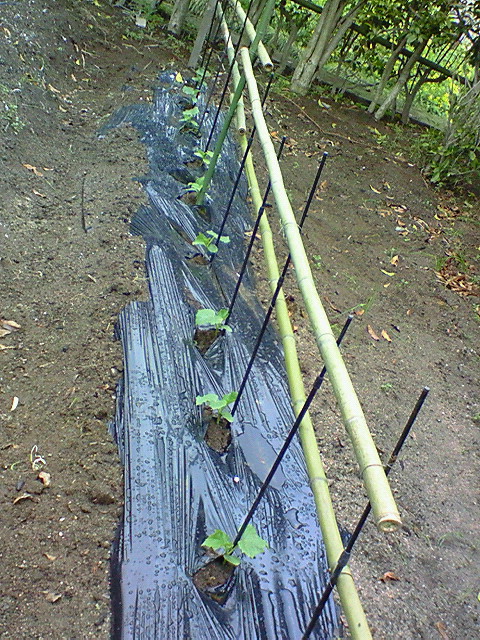 e0009760_8304754.jpg