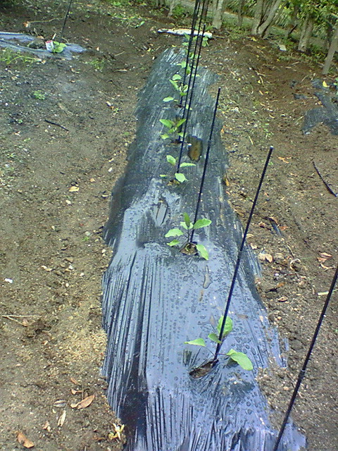 e0009760_8304756.jpg