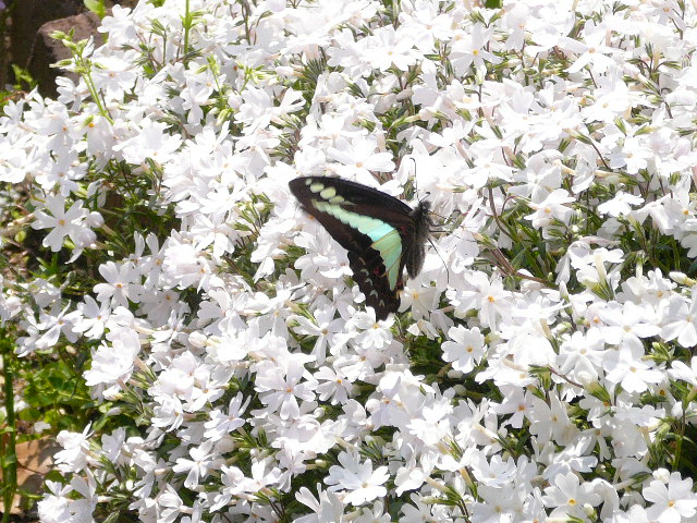 d0147774_1405922.jpg