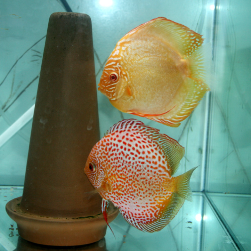 e0018082_21491119.jpg