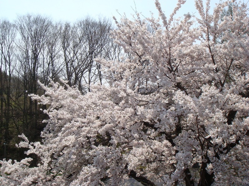 b0055987_25129.jpg