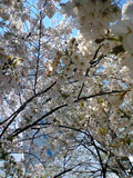 c0032392_23175054.jpg