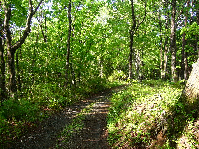 e0015108_31969.jpg