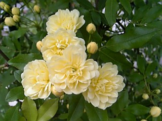 e0098908_22593756.jpg