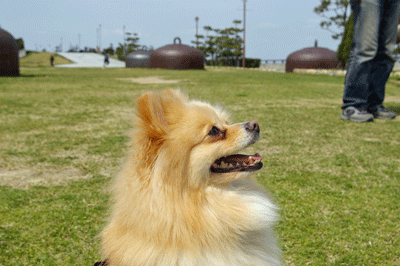 b0075318_23284148.gif