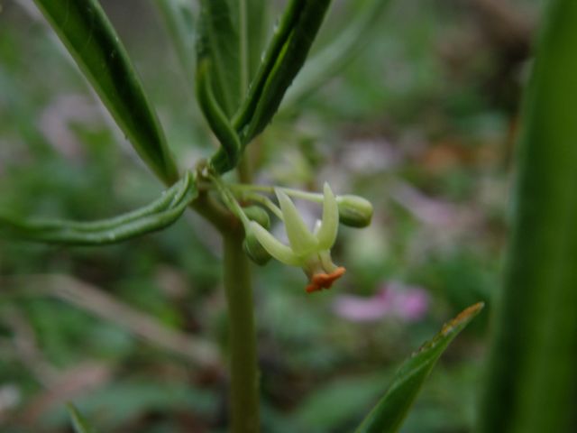 e0145033_1554535.jpg