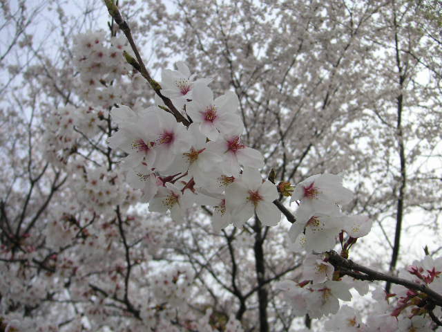 f0090039_850178.jpg