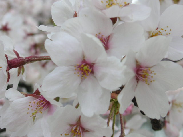 f0090039_8502848.jpg