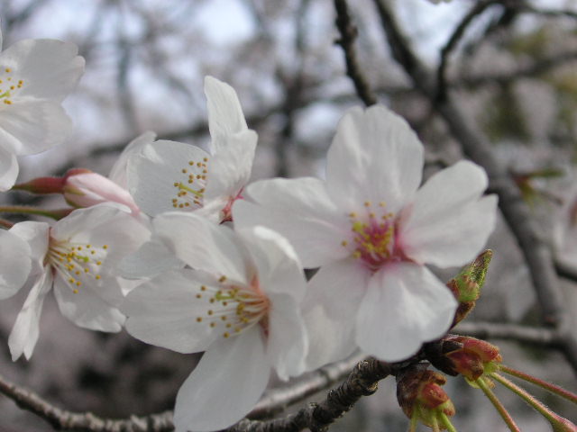f0090039_8505536.jpg
