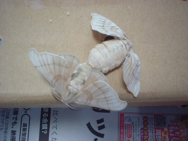 a0061845_22113123.jpg