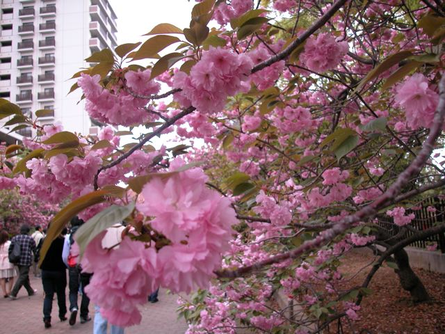 a0063846_0563934.jpg