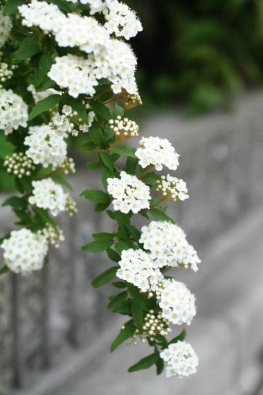 d0004651_1405390.jpg
