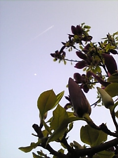 c0069552_13475448.jpg