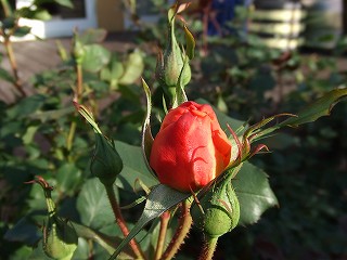 a0104162_13501387.jpg