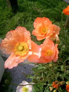 f0061067_164456100.jpg