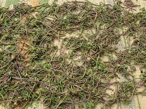 c0022275_2052049.jpg