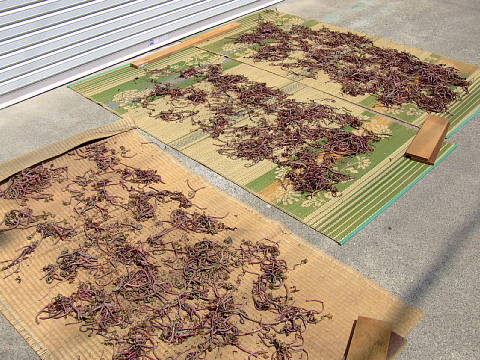 c0022275_2054283.jpg