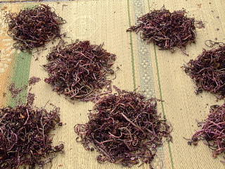 c0022275_2055586.jpg