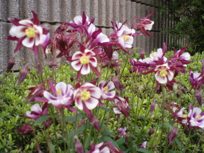 f0130894_20415652.jpg
