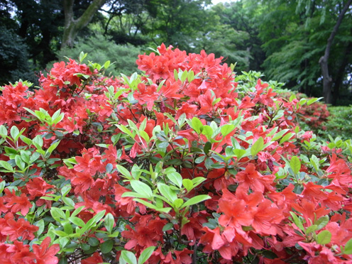 e0043700_19332477.jpg