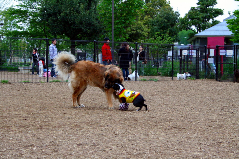 d0070702_1305419.jpg