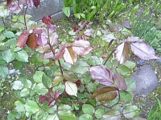 e0098908_228524.jpg