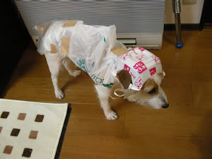 c0157412_0135537.jpg
